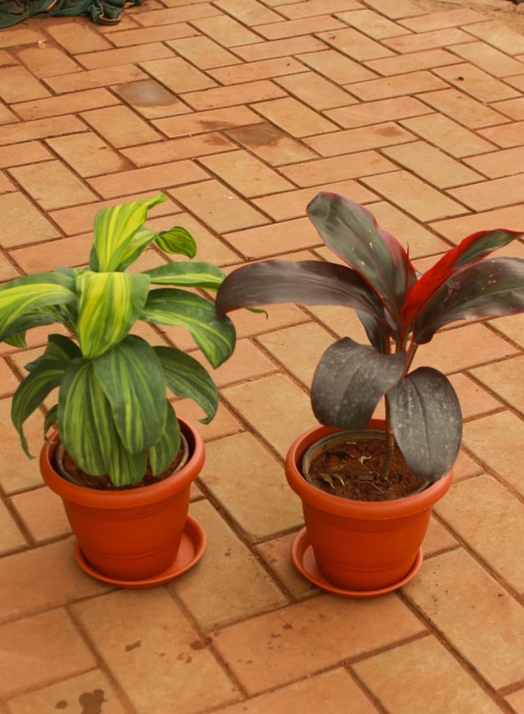 Set of 2 - Dracaena Cordyline (Red & Green) in 5 Inch Classy Red Plastic Pot with Tray