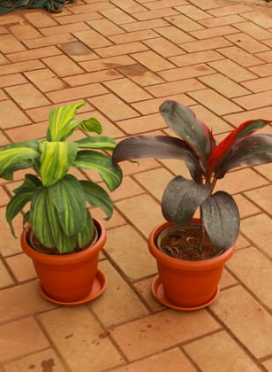 Buy Set of 2 - Dracaena Cordyline (Red & Green) in 5 Inch Classy Red Plastic Pot with Tray Online | Urvann.com