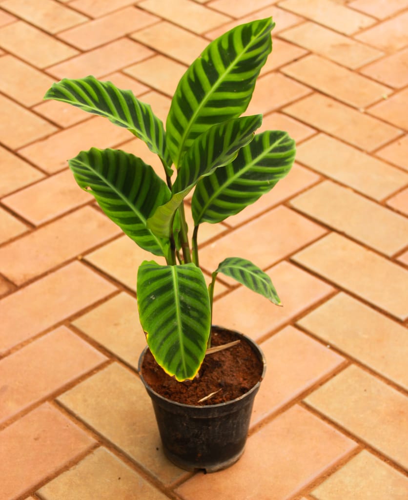 Calathea - Zebrina in 5 Inch Nursery Pot