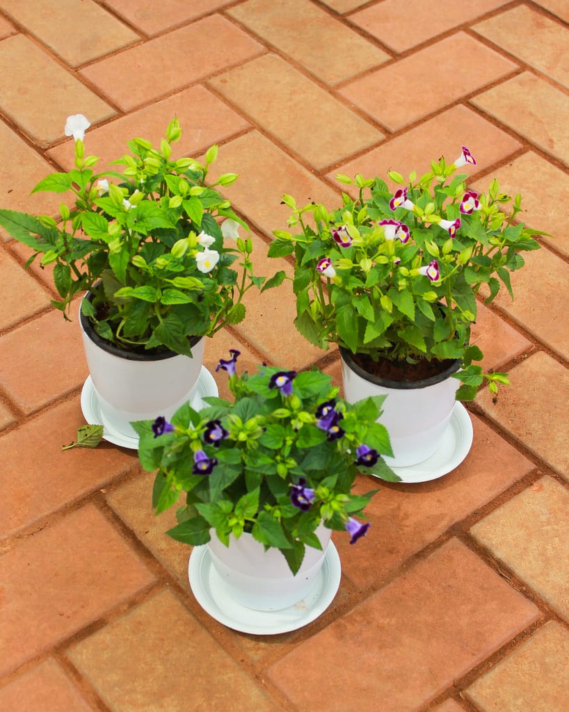 Set of 3 - Wishbone / Torenia (White, Blue & Pink) in 5 Inch White Sphere Premium Pot With Tray