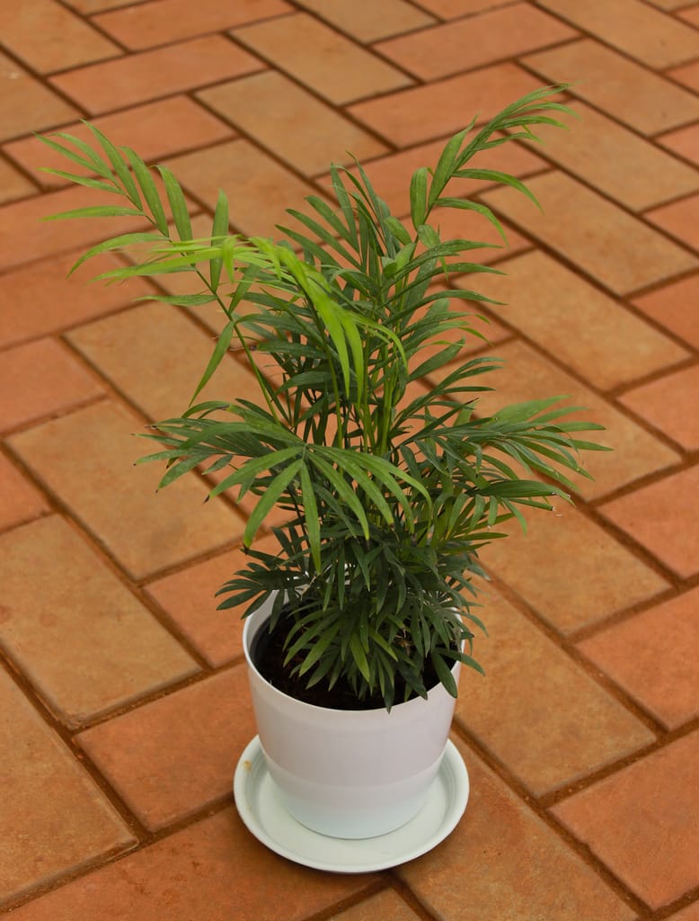 Chameadorea Palm in 5 Inch White Premium Pot With Tray