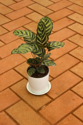 Buy Calathea - Zebrina in 5 Inch White Sphere Premium Pot With Tray Online | Urvann.com