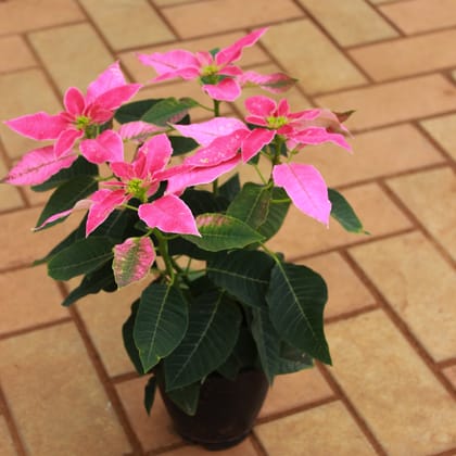 Buy Poinsettia / Christmas Flower Pink in 5 Inch Nursery Pot Online | Urvann.com