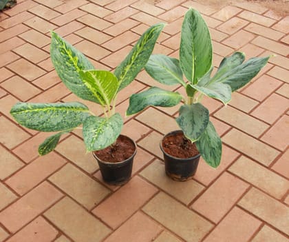 Buy Set of 2 - Aglaonema (Slver & White Dust) in 5 Inch Nursery Pot Online | Urvann.com