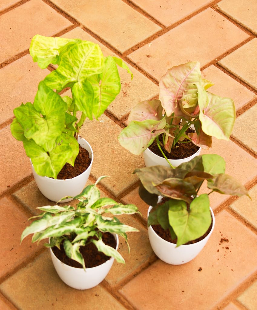 Set of 4 - Syngonium (Yellow, Yami, Brown & Pink) in 4 Inch White Premium Orchid Round Pot