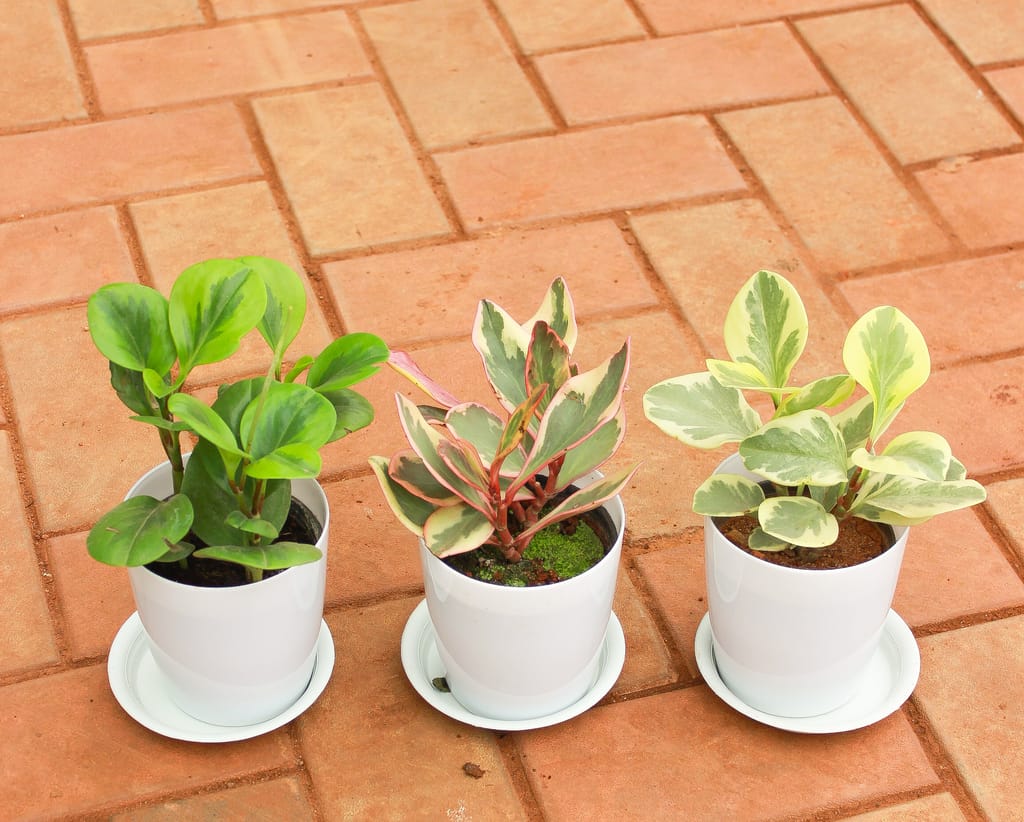 Set of 3 - Peperomia / Radiator Plant( Green, Pink, White-Green) in 5 Inch White Sphere Premium Pot With Tray