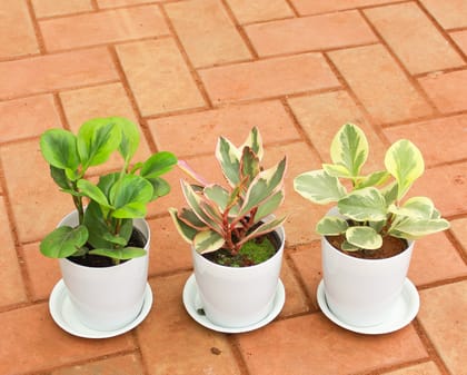 Buy Set of 3 - Peperomia / Radiator Plant( Green, Pink, White-Green) in 5 Inch White Sphere Premium Pot With Tray Online | Urvann.com