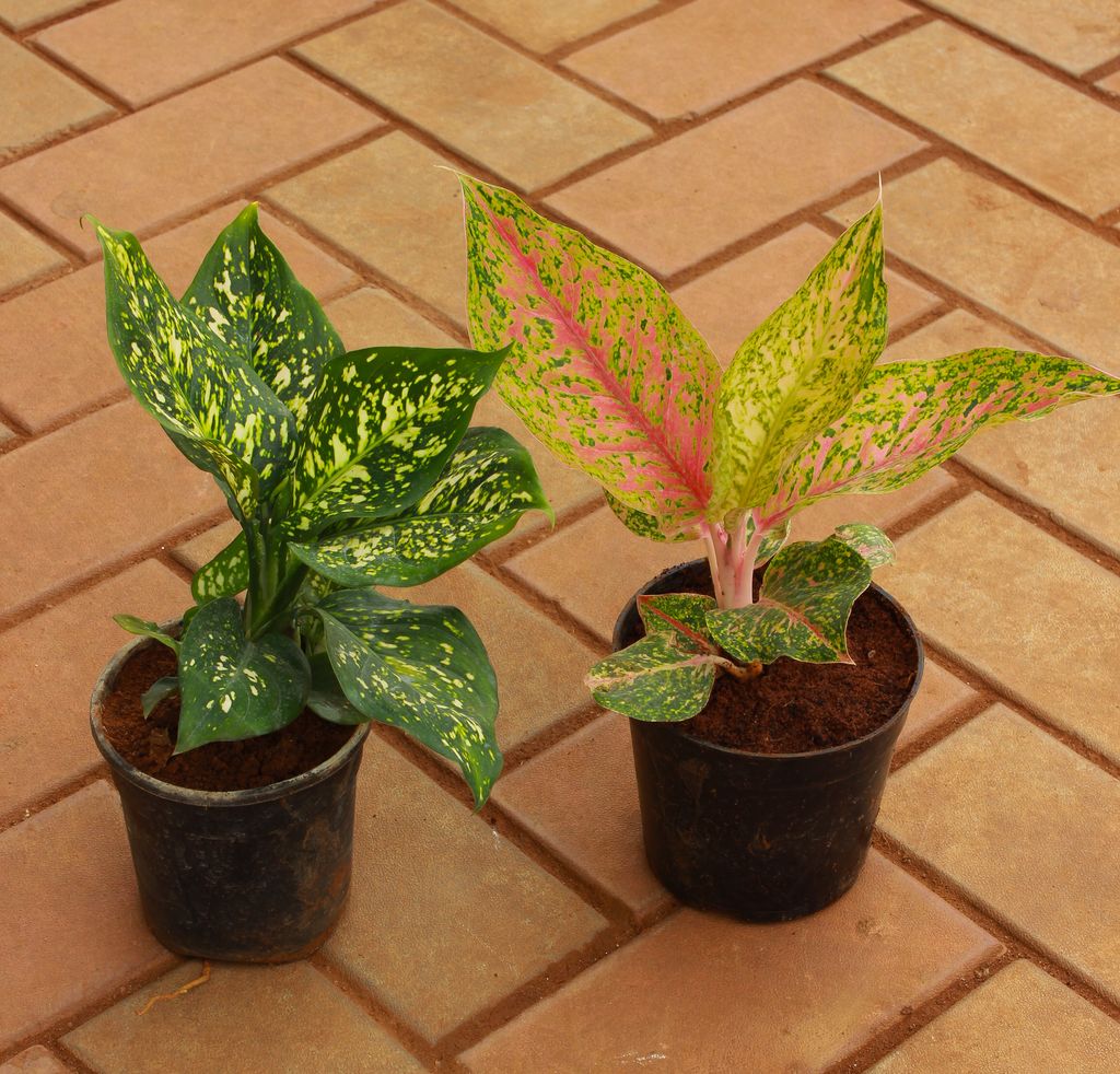 Set of 2 - Aglaonema Spring Snow white & Green Papaya Variegated in 4 Inch Nursery Pot