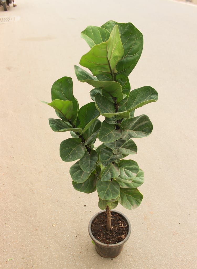 Fiddle Leaf (~ 3 Ft) in 8 Inch Nursery Pot