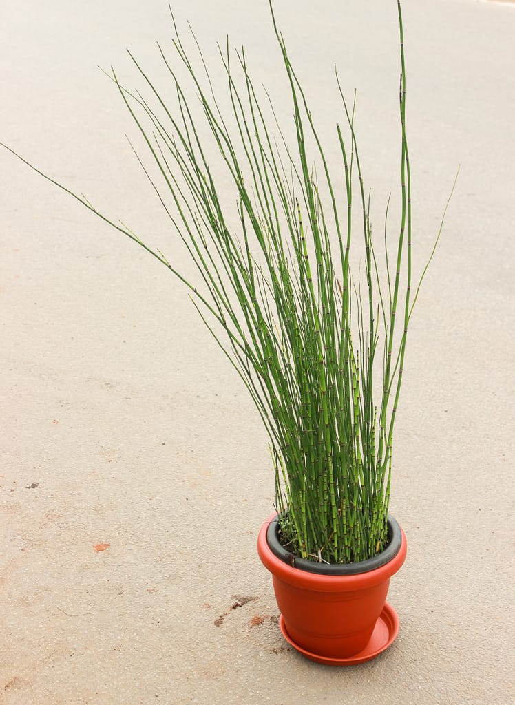 Water Bamboo( 1.5 Ft) in 10 Inch Classy Red Plastic Pot with Tray