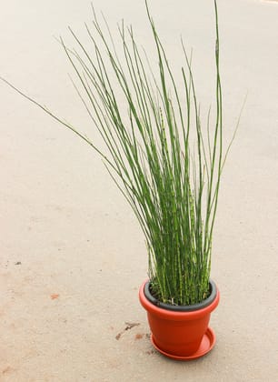 Buy Water Bamboo( 1.5 Ft) in 10 Inch Classy Red Plastic Pot with Tray Online | Urvann.com