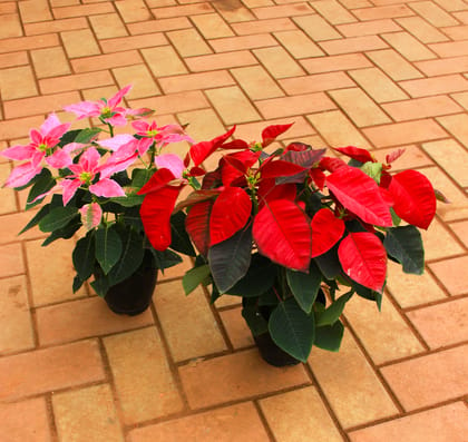 Buy Set of 2 - Poinsettia / Christmas Flower (Red & Pink) in 5 Inch Nursery Pot Online | Urvann.com