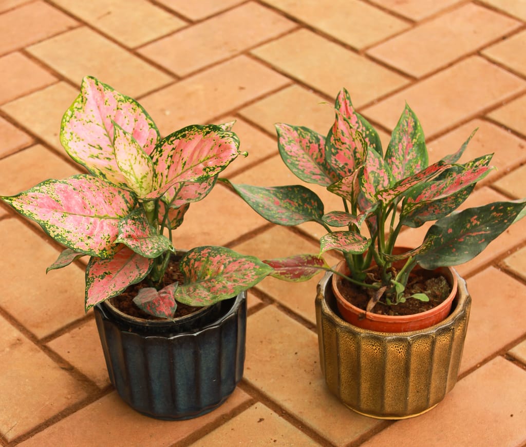 Aglaonema( Red & Pink Dalmatian) in 5 Inch Round Designer Ceramic Pot (any colour)