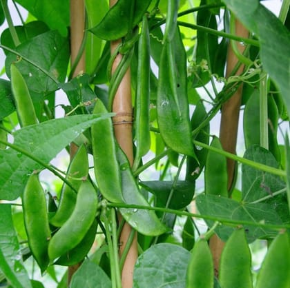 Buy Hyacinth Beans / Sem Phali Seeds - Excellent Germination Online | Urvann.com