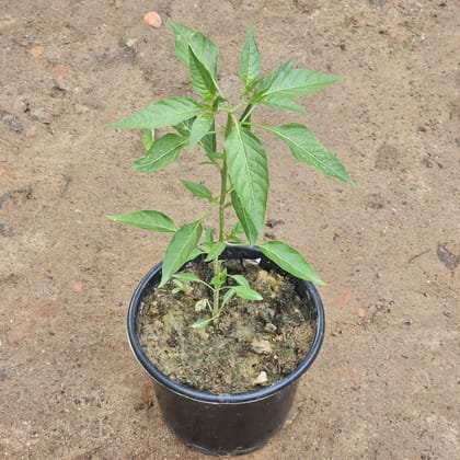 Chilli Plant in 6 Inch Plastic Pot