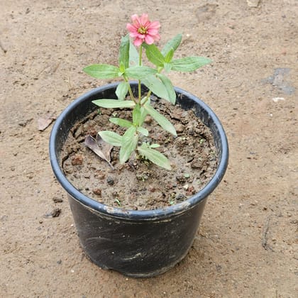 Zinnia (any colour) in 6 Inch Nursery Pot