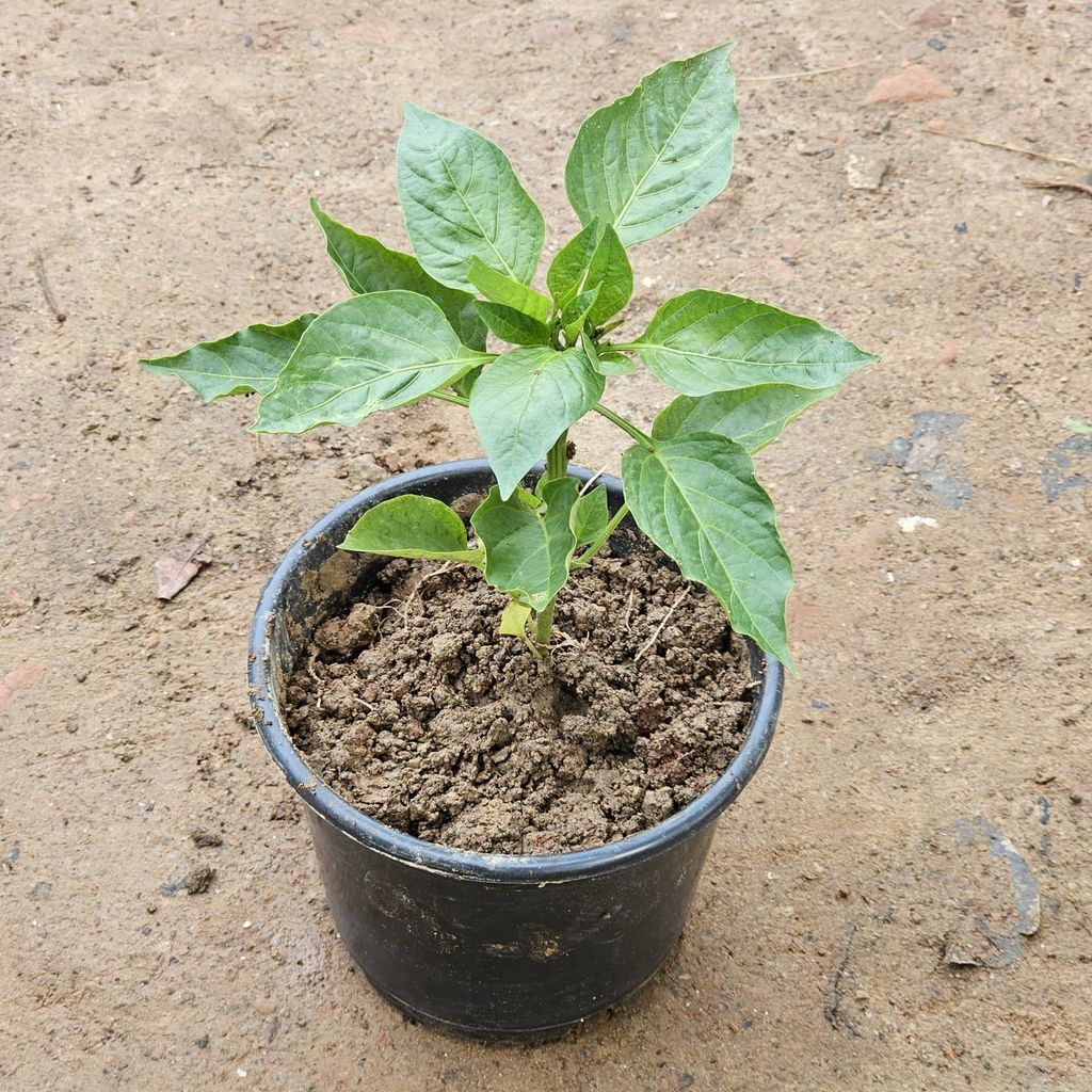 Capsicum / Shimla mirch in 6 Inch Nursery Pot