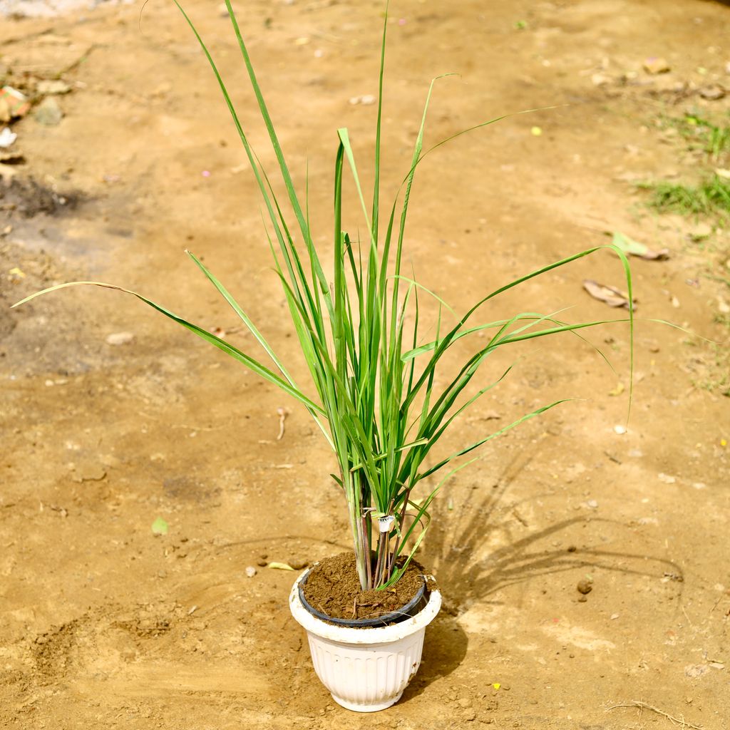 Lemon grass in 8 Inch White Olive Plastic Pot