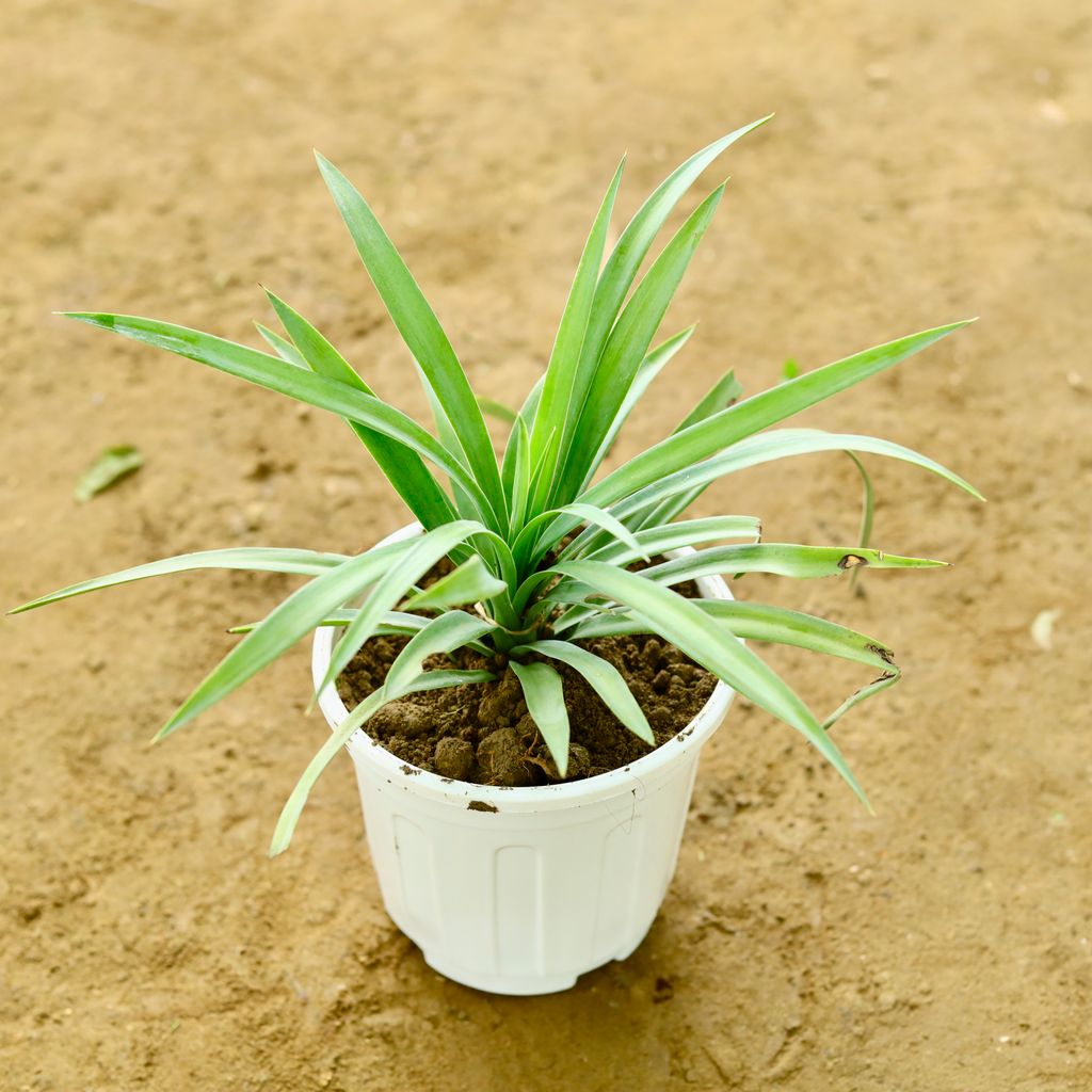 Yucca in 6 Inch Super White Nursery Pot