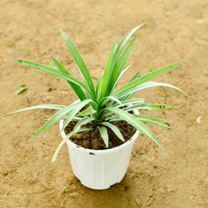 Buy Yucca in 6 Inch Super White Nursery Pot Online | Urvann.com