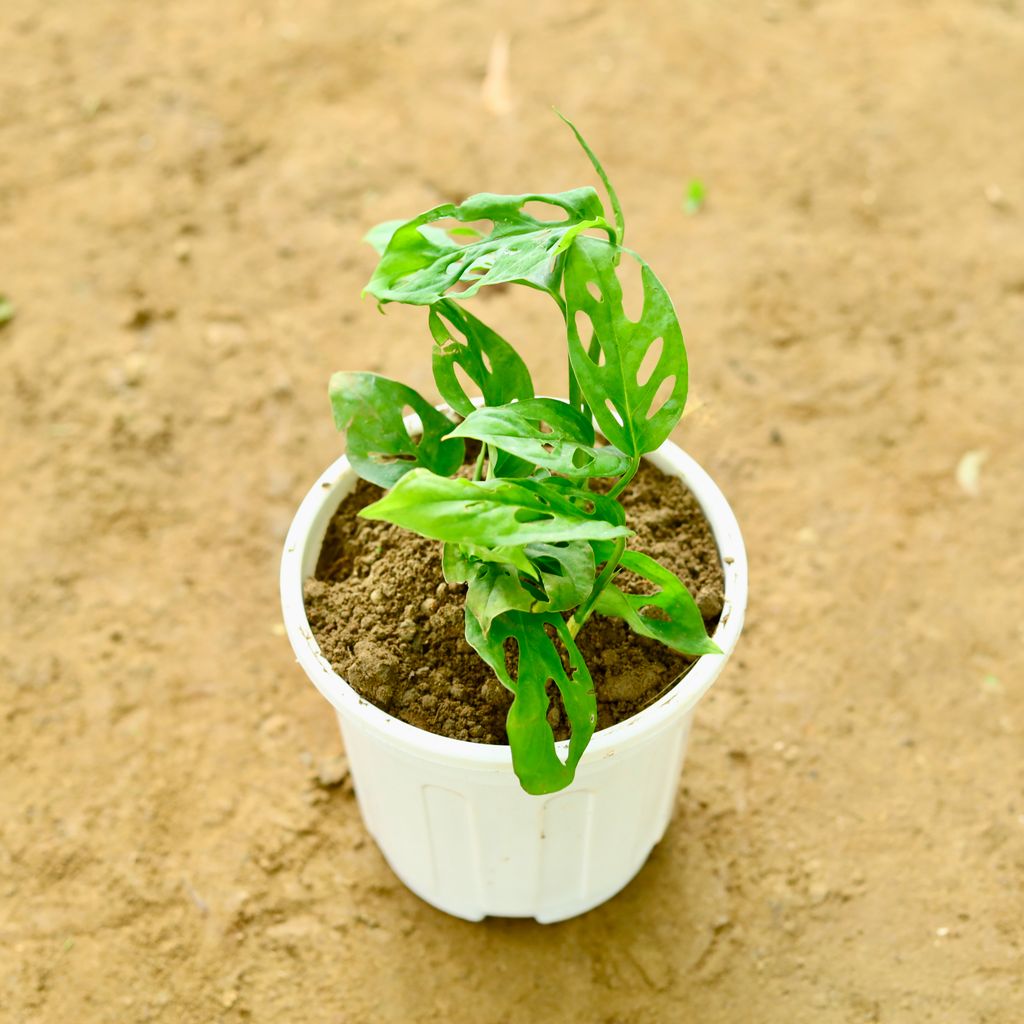 Monstera Broken Heart in 6 Inch Super White Nursery Pot