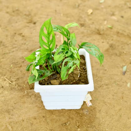 Buy Monstera Broken Heart in 6 Inch White Orchid Square Plastic Pot Online | Urvann.com