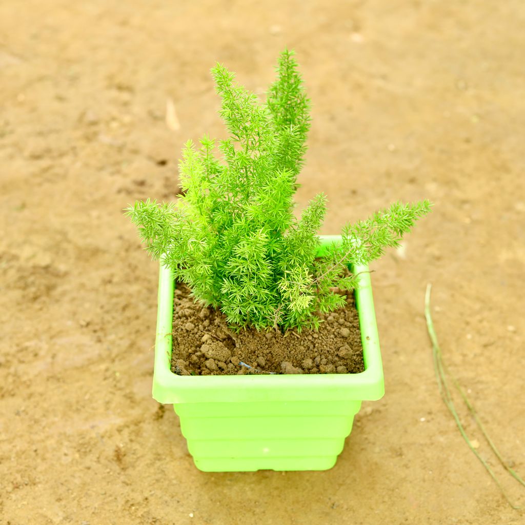 Asparagus Mary in 6 Inch Green Orchid Square Plastic Pot