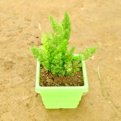 Buy Asparagus Mary in 6 Inch Green Orchid Square Plastic Pot Online | Urvann.com