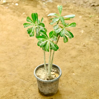 Buy Adenium (any colour) in 8 Inch Nursery pot Online | Urvann.com