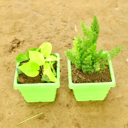 Buy Set of 2 - Money Plant Golden & Asparagus Mary in 6 Inch Green Orchid Square Plastic Pot Online | Urvann.com