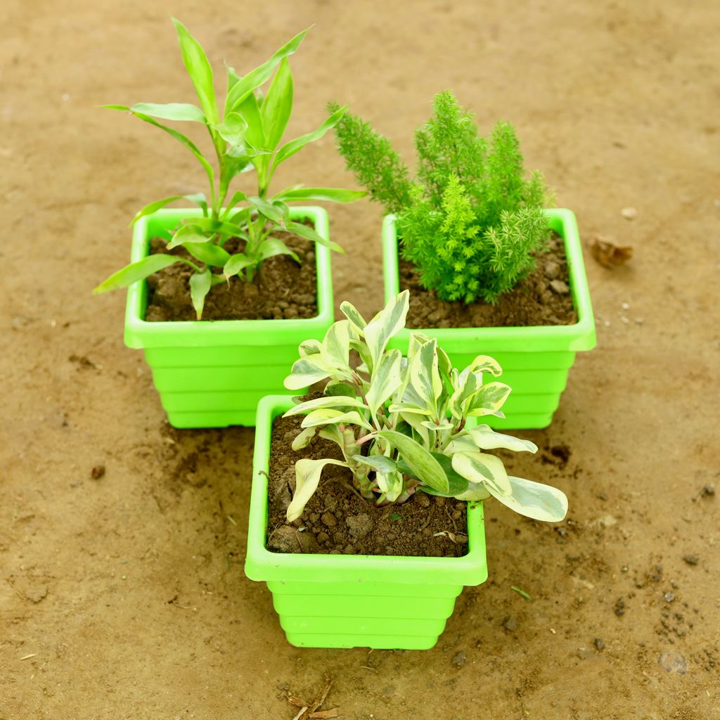 Set of 3 - Peperomia / Radiator Plant Golden, Asparagus Mary & Golden Lucky Bamboo in 6 Inch Green Orchid Square Plastic Pot