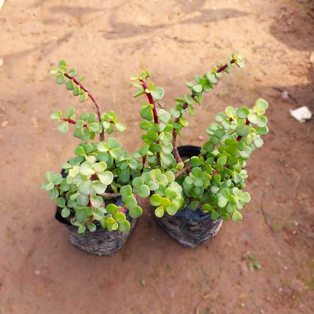 Set of 2 - Jade in 4 Inch Nursery Bag