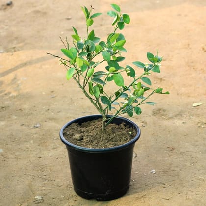 Lemon / Nimbu in 10 Inch Nursery Pot