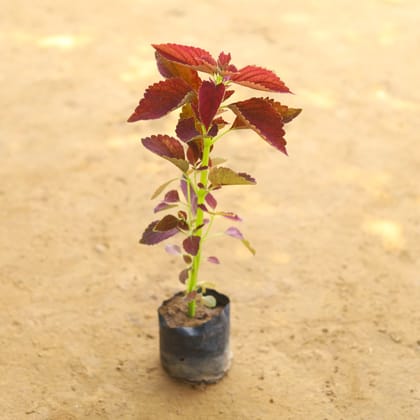 Coleus Red in 4 Inch Nursery Bag