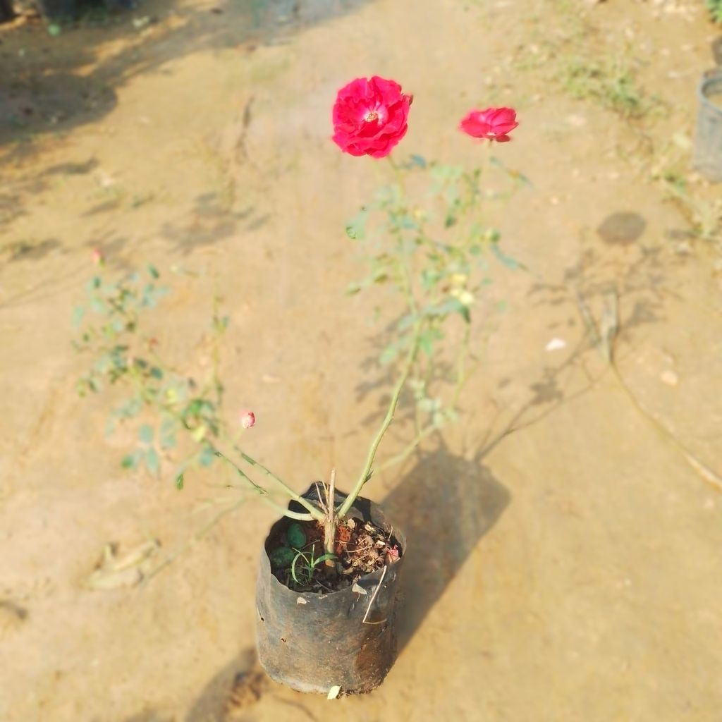 Red Rose in 8 Inch Nursery Bag