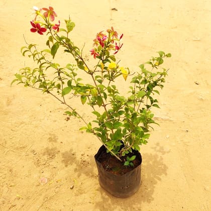 Madhu Malti / Rangoon Creeper in 7 Inch Nursery Bag