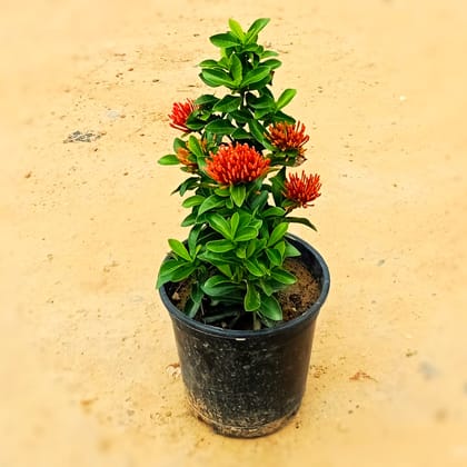 Ixora Red in 6 Inch Nursery Pot