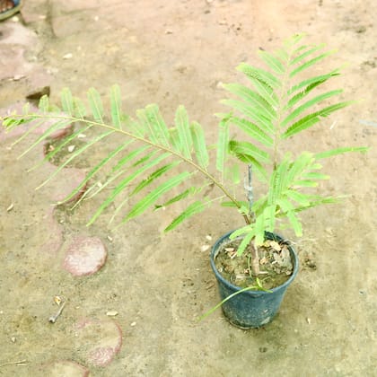 Buy Amla / Indian Gooseberry in 6 Inch Nursery Pot Online | Urvann.com