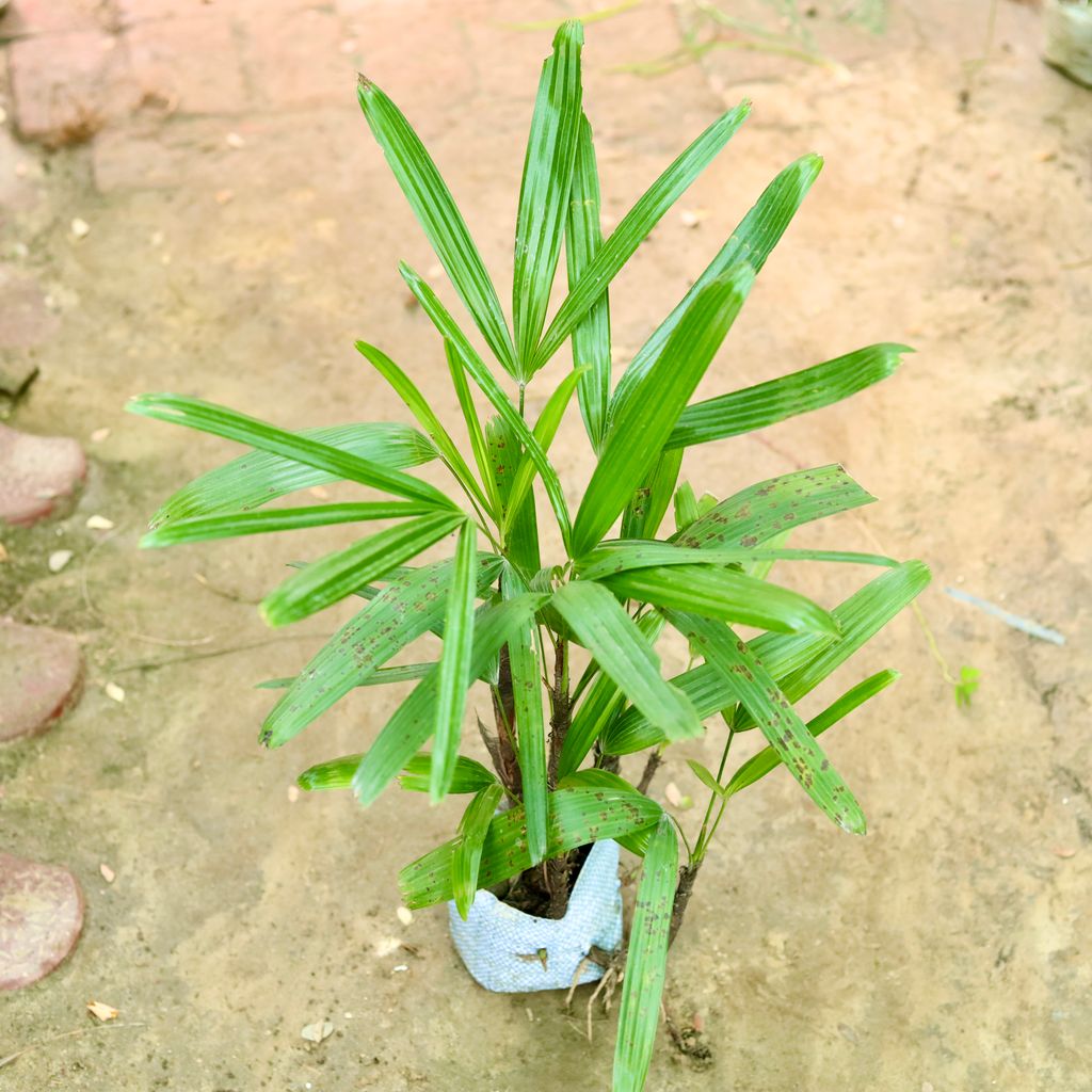 Raphis Palm in 4 Inch Nursery Bag