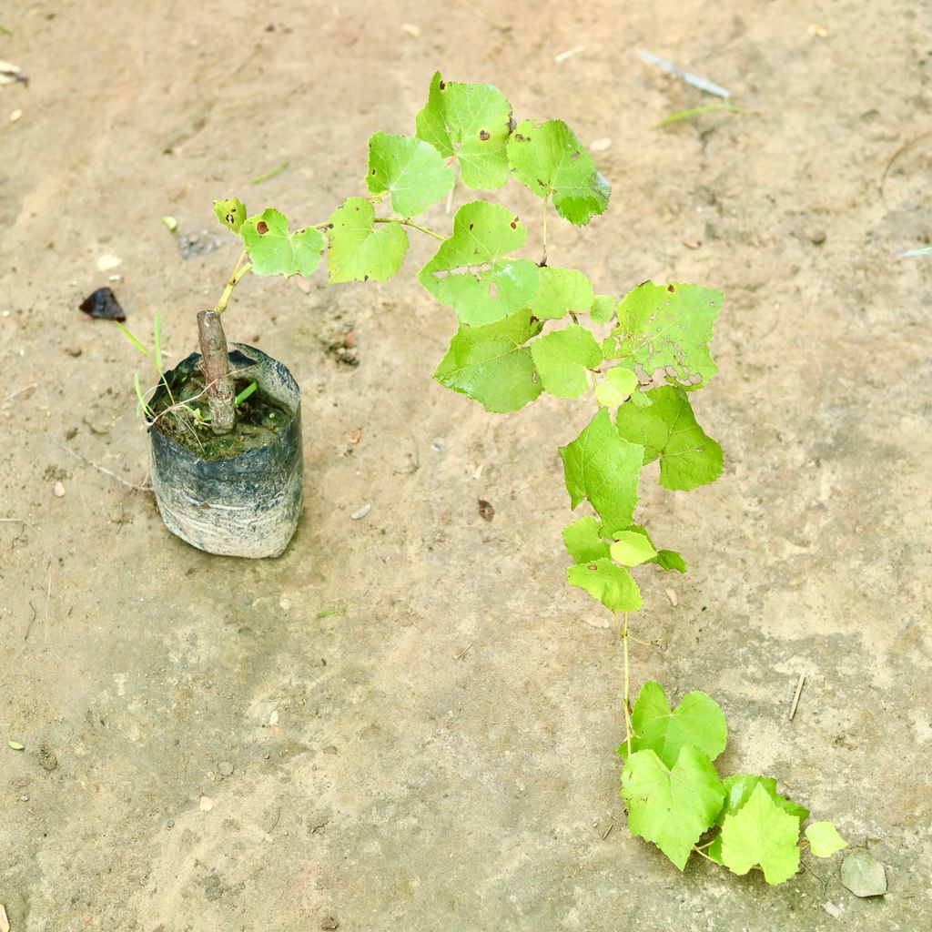 Angoor / Grape Bel in 4 Inch Nursery Bag