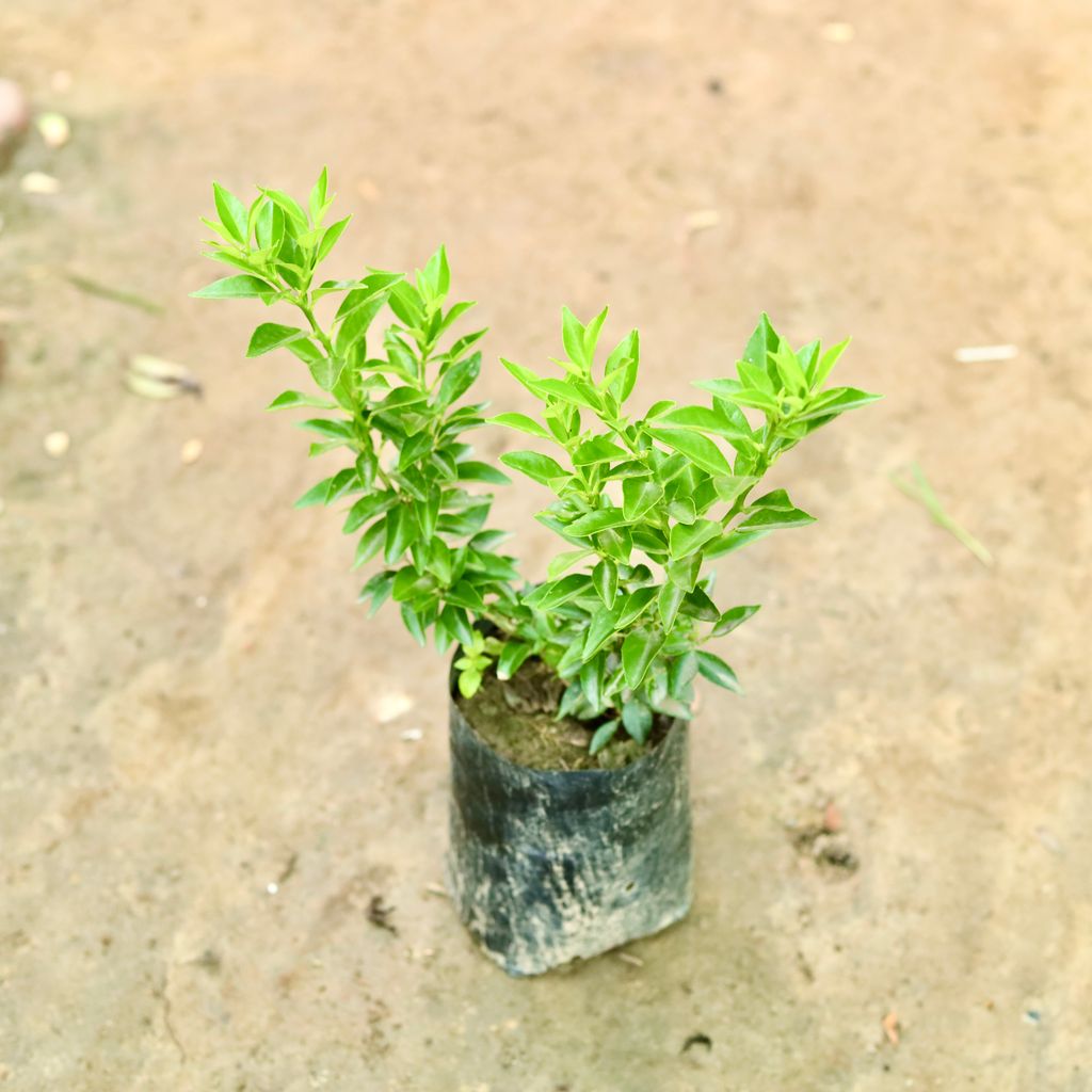 Narangi / China Orange in 6 Inch Nursery Bag