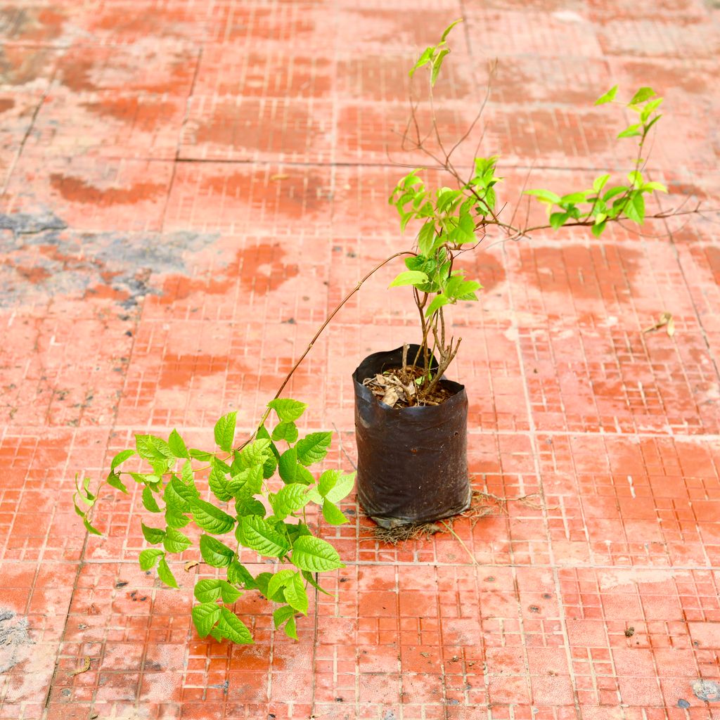 Madhu Malti / Rangoon Creeper in 6 Inch Nursery Bag