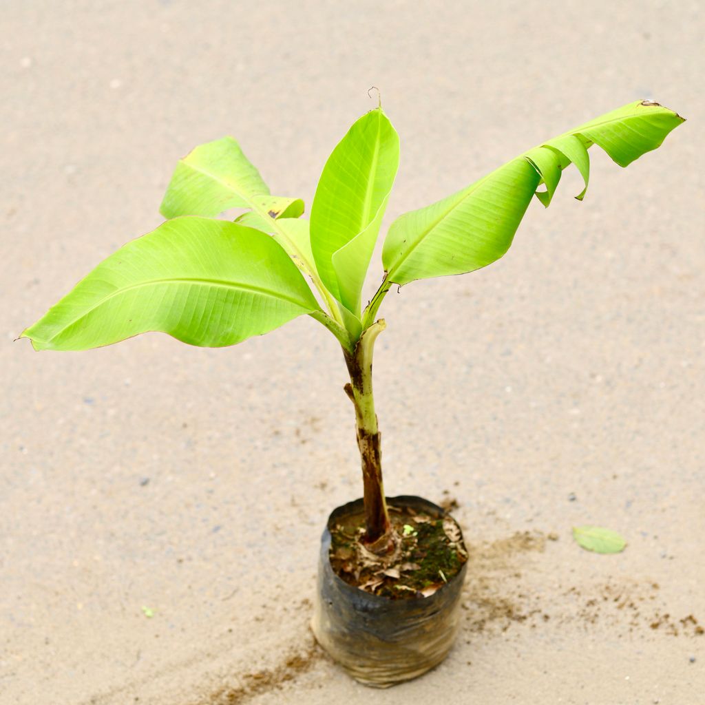 Kela / Banana Plant in 5 Inch Nursery Bag