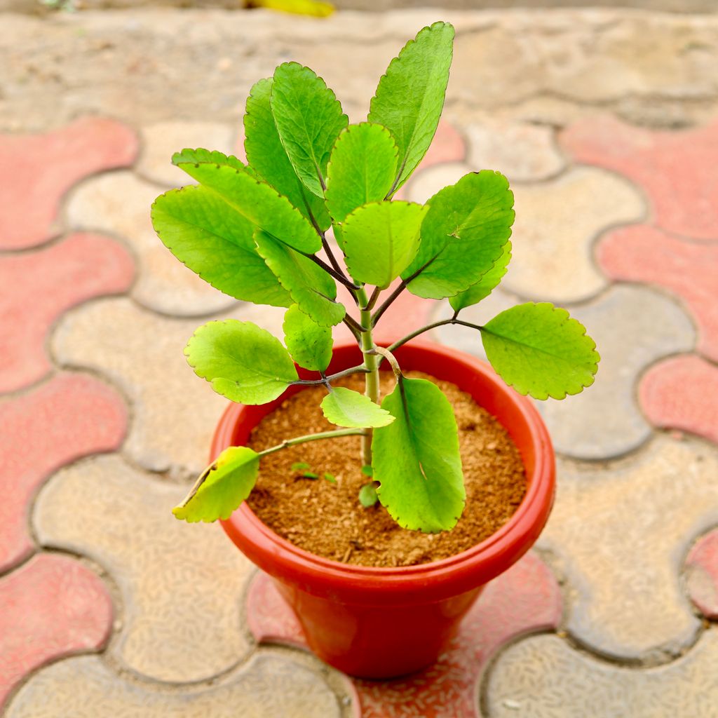 Patharchatta / Kalanchoe (Any Colour) in 8 Inch Terracotta Red Classy Plastic Pot