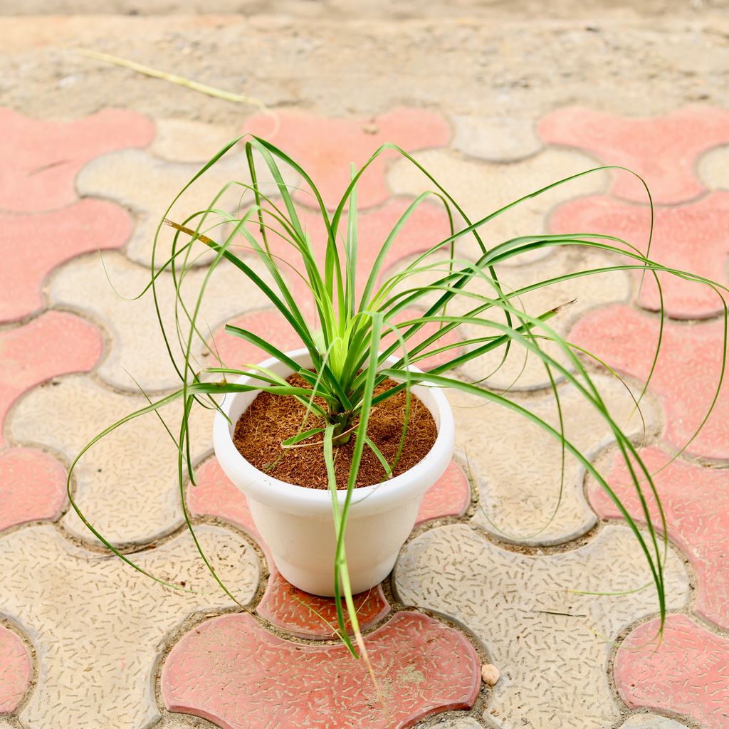 Nolina / Lolina Palm in 8 Inch White Classy Plastic Pot