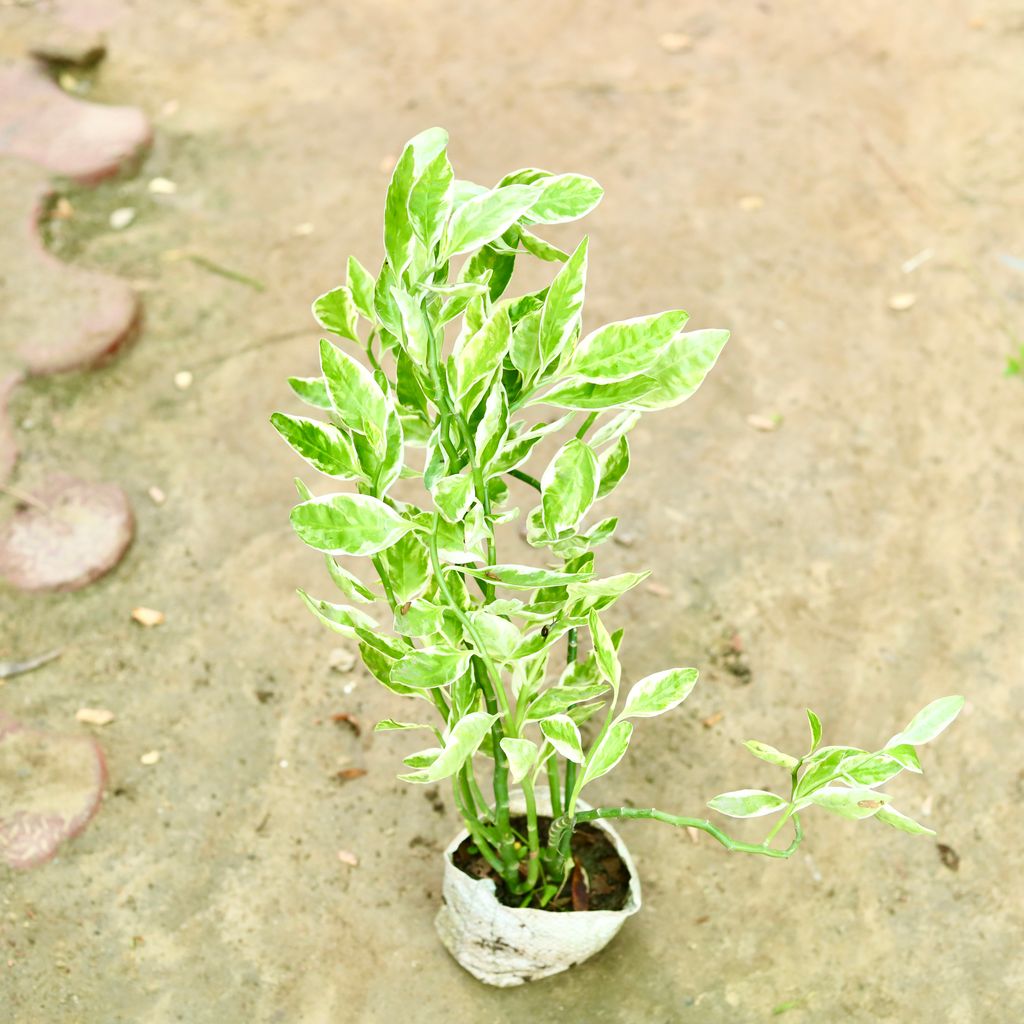 Pedilianthus / Devil'S Backbone in 6 Inch Nursery Bag