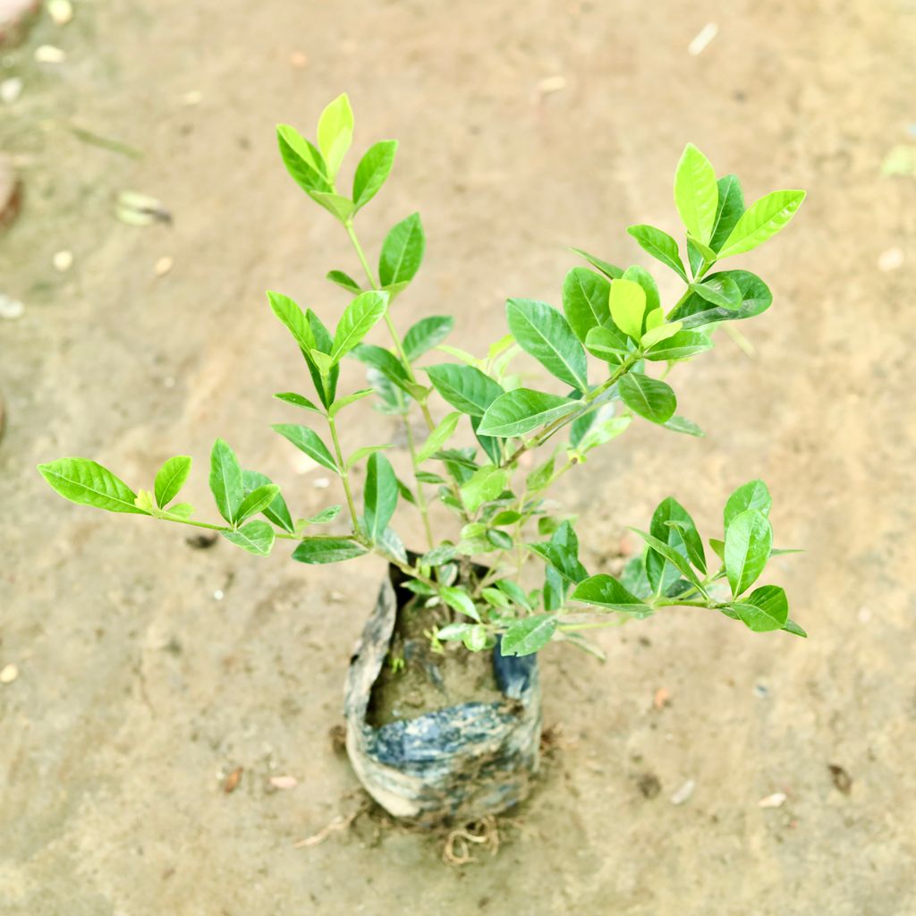 Gardenia / Gandhraaj (Any Colour) in 4 Inch Nursery Bag