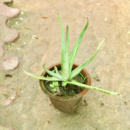 Buy Aloe Vera in 6 Inch Clay Pot Online | Urvann.com