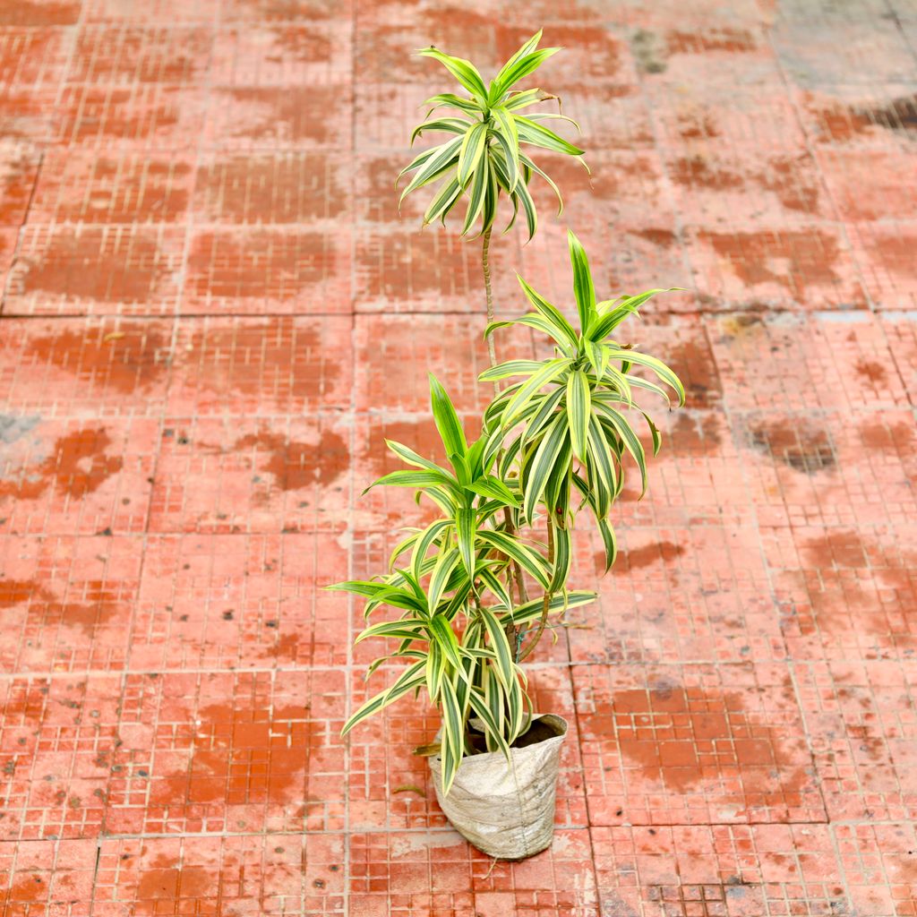 Song Of India Bushy (~ 1.5 Ft) in 6 Inch Nursery Bag