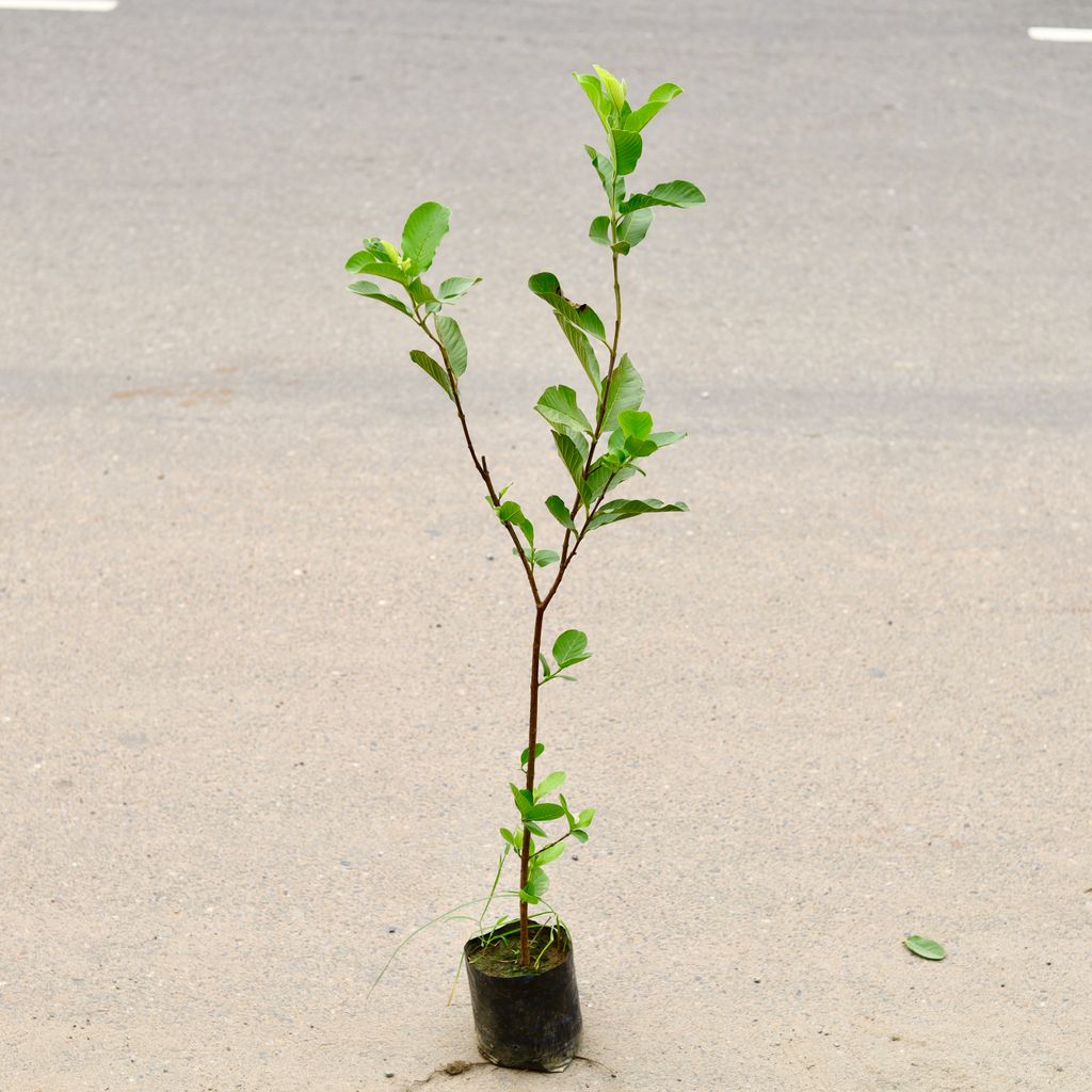 Amrood / Guava (~ 2.5 Ft) in 6 Inch Nursery Bag